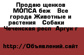 Продаю щенков МОПСА беж - Все города Животные и растения » Собаки   . Чеченская респ.,Аргун г.